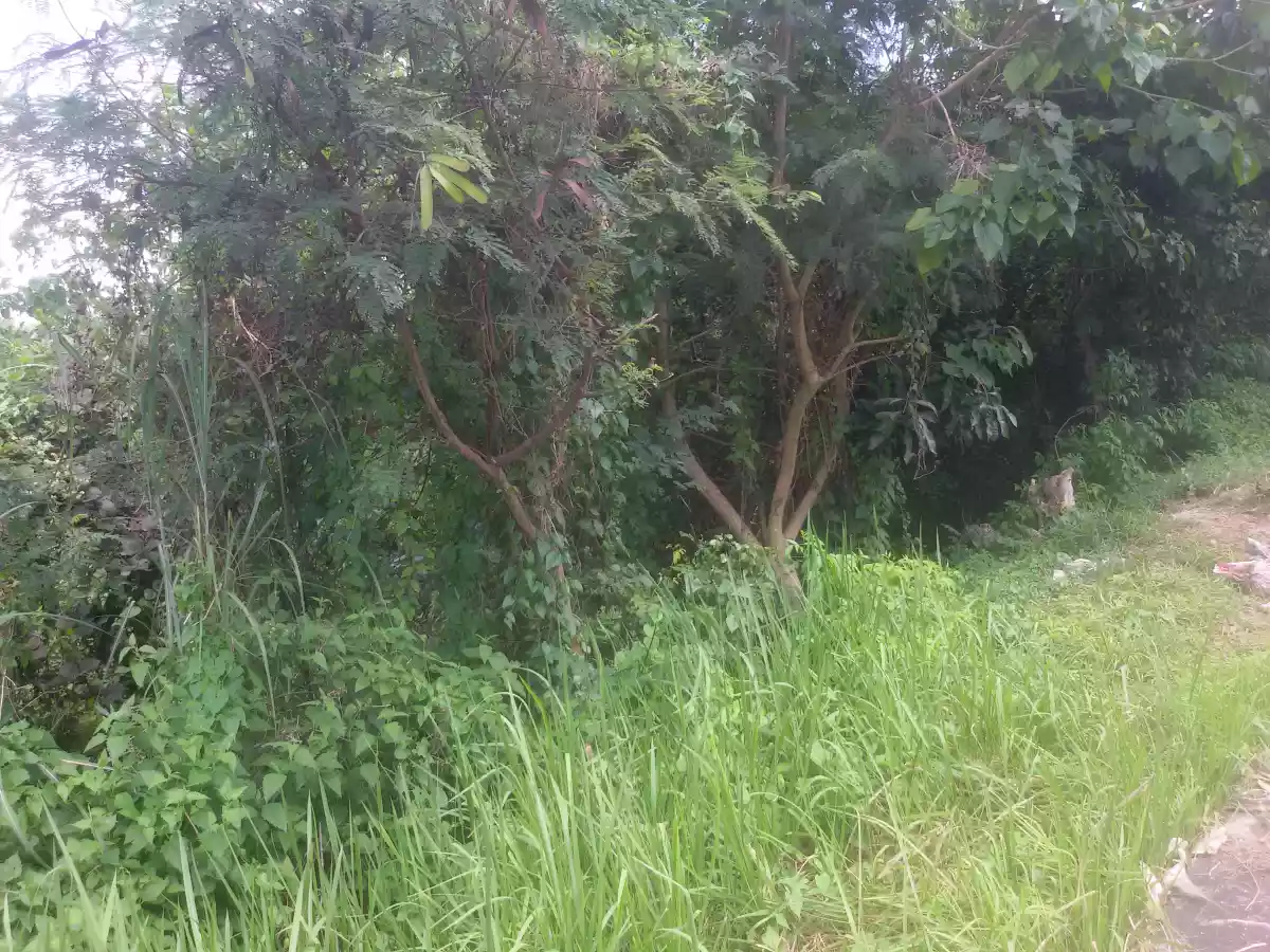 AltaVista private lot - photo 4