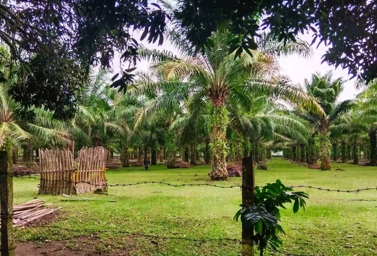 Income generating 8 hectare Farm for sale! — Agricultural Lot in Surallah, South Cotabato, Philippines — Photo 6