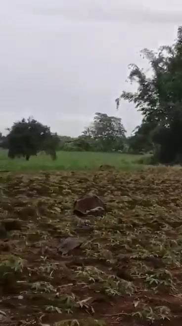 For sale Titled lot in Bukidnon — Agricultural Lot in Manolo Fortich, Bukidnon, Philippines — Photo 7