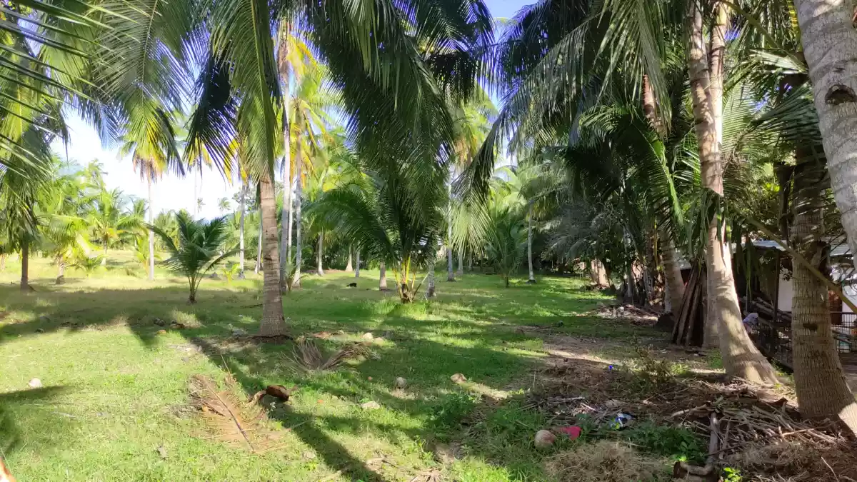 ARGAO agricultural LOT FOR SALE with OVERLOOKING VIEW - photo 5