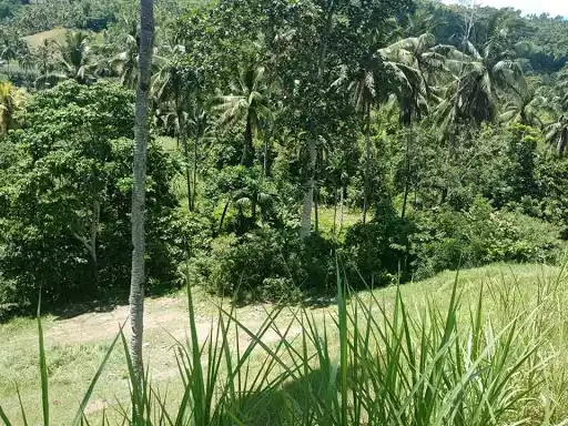 Open photo 21 of 27 — Very rush sale farm lot
