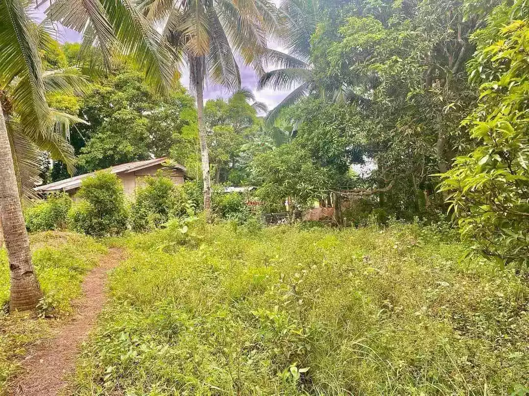 Farm Lot for Sale in Sua Argao Cebu — Agricultural Lot in Argao, Cebu, Philippines — Photo 7