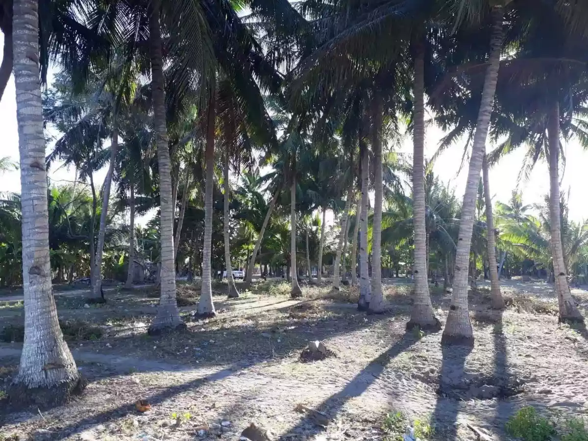BANTAYAN BEACHLOT FOR SALE! CLEAN TITLE! — Beach Lot in Bantayan, Cebu, Philippines — Photo 6