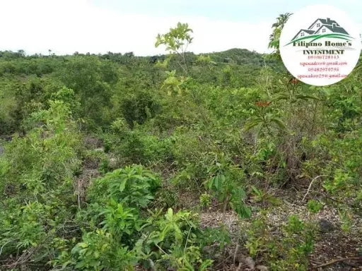 Very rush agri lot — Agricultural Lot in Cebu, Philippines — Photo 5