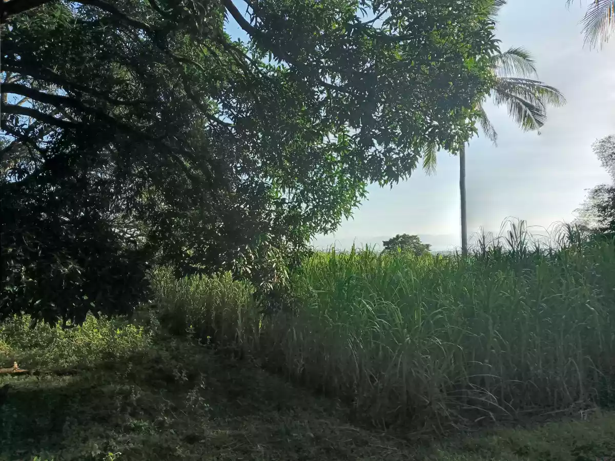 2.3 Hectares Agricultural Lot for Sale