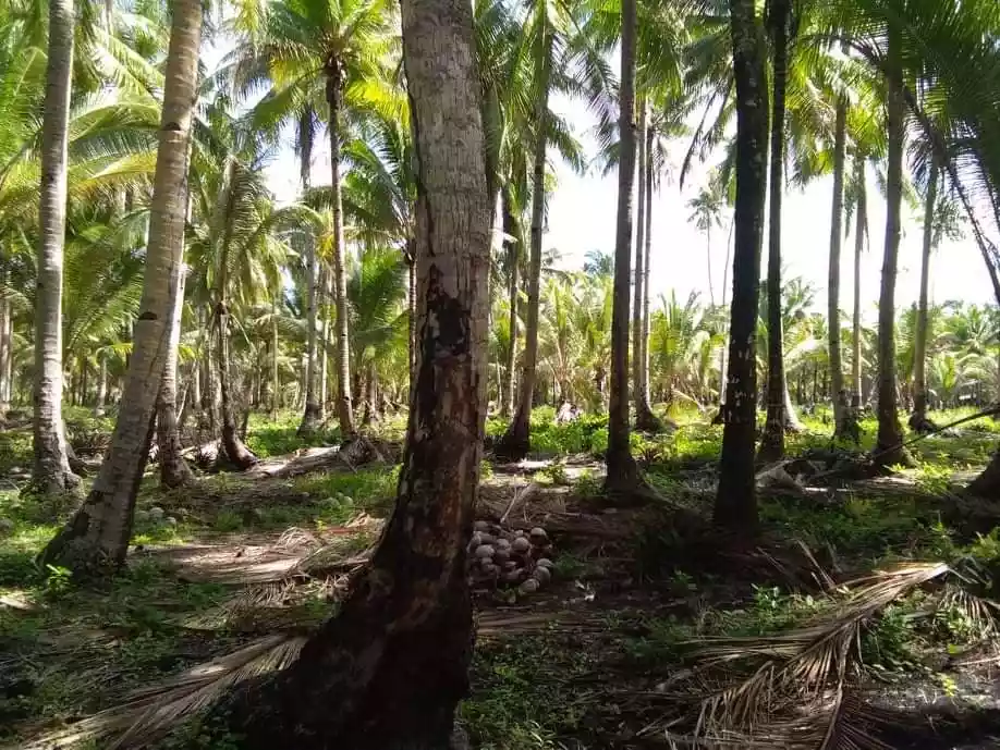 Beach Lot For Sale Sta. Monica, Siargao  - photo 7