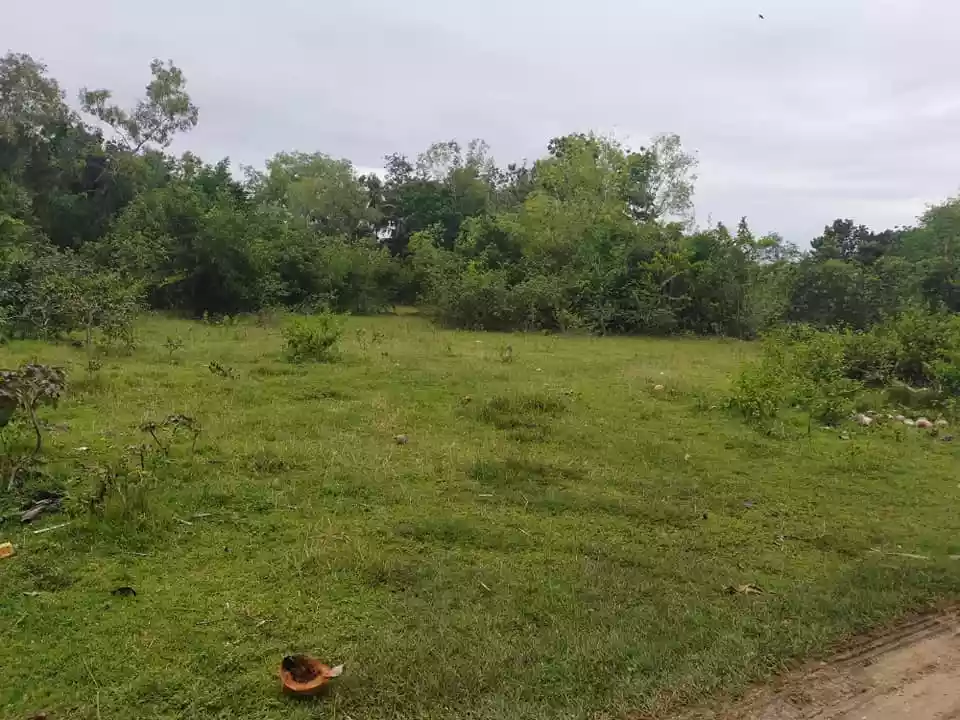 1668sqm clean title lot in Tinago Dauis Panglao Island Bohol 2,500 per sqm - photo 3