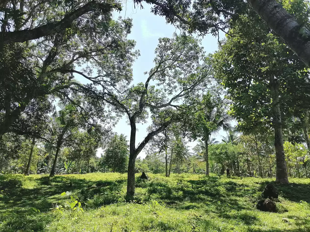 âœ¨Farm area ideal for rest house or retreat house âœ¨ - photo 2