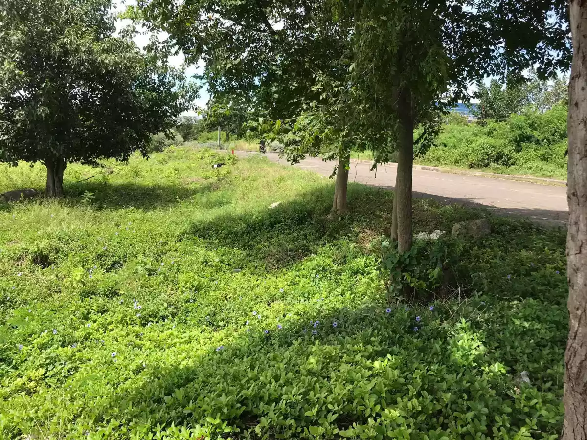 Beach lot for sale - photo 4