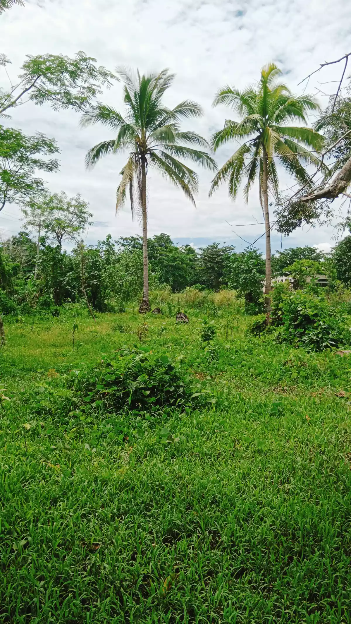 Residential/Agricultural Land along the road — Agricultural Lot in Cabadbaran City, Agusan Del Norte, Philippines — Photo 5