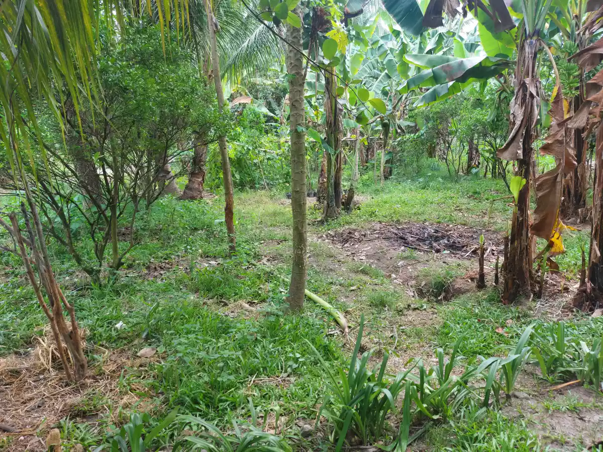 Lot for Sale in Dumaguete - photo 2