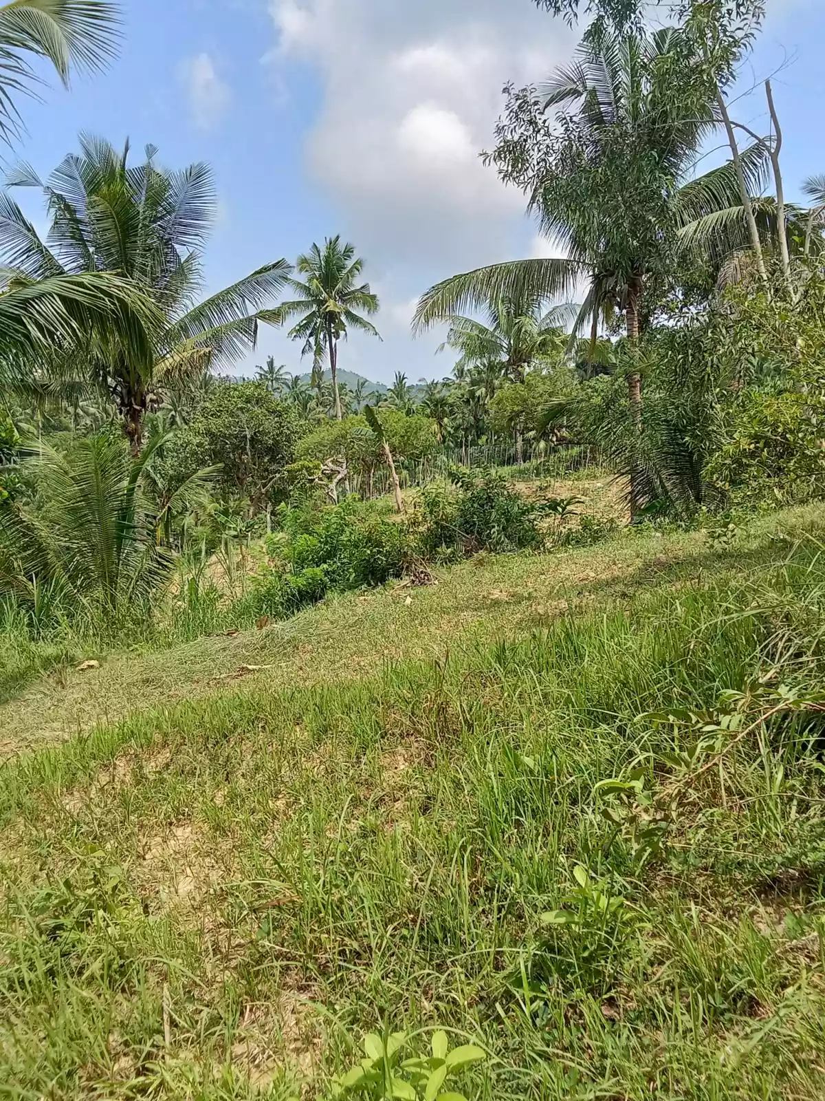 Open photo 14 of 22 — 3.5 hectares agricultural land for sale in Balungag San Fernando Cebu