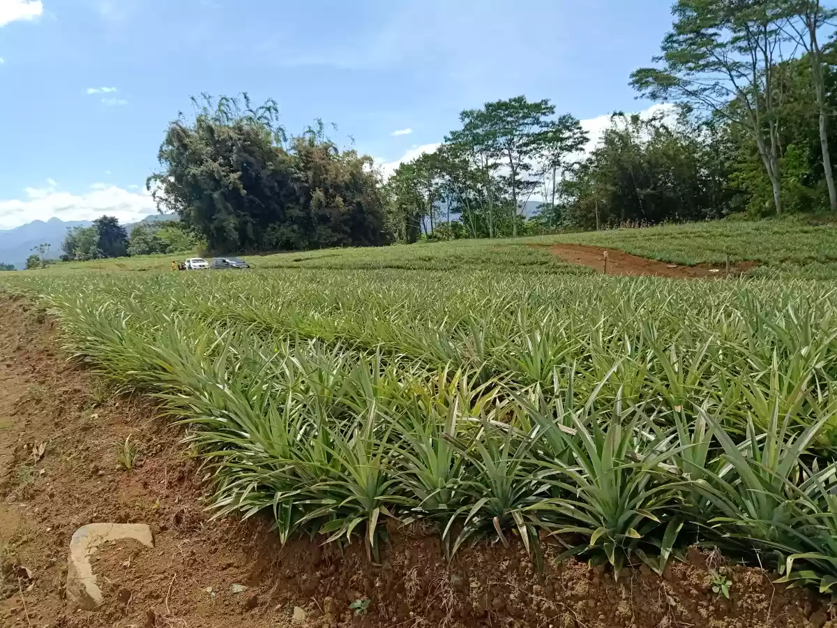 Pongol Libona MANOLO FORTICH — Agricultural Lot in Bukidnon, Philippines — Photo 5