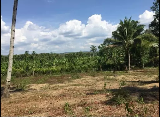 Residential lot for sale 1k per sq.m in Asturias Cebu — Agricultural Lot in Asturias, Cebu, Philippines — Photo 3