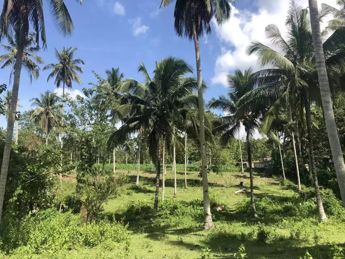 For Sale Agricultural Lot in Pualas, Tubod for farm investors — Agricultural Lot in Tubod, Lanao del Norte, 9209 — Photo 5