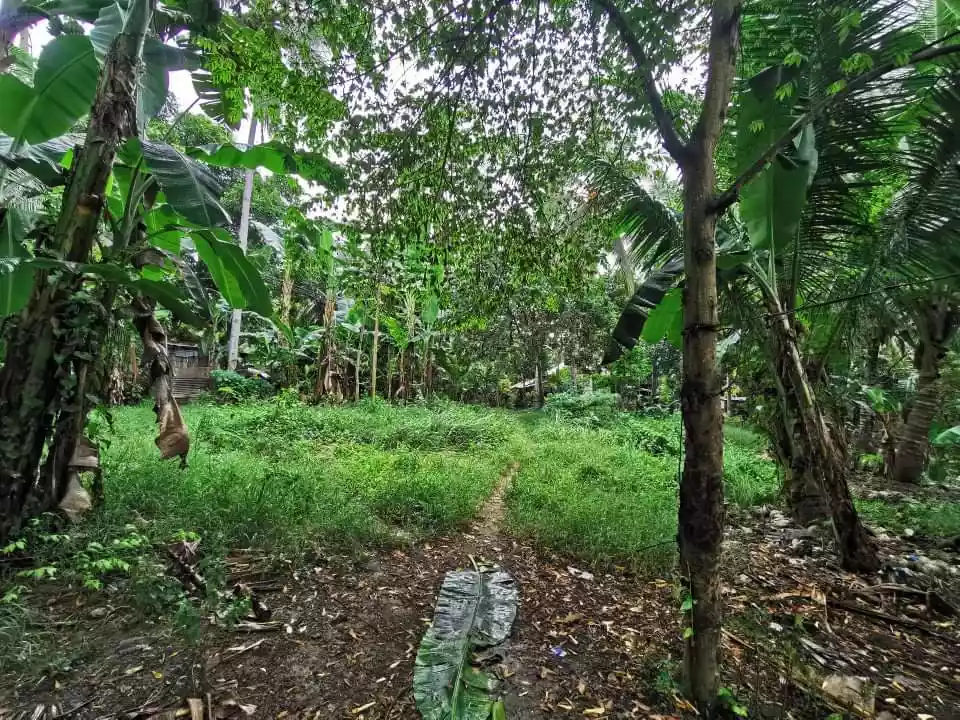 Cambuhawe, Balamban Lot for Sale — Residential Lot in Balamban, Cebu, Philippines — Photo 3