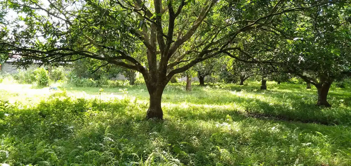 Residential Lot For Sale - photo 3