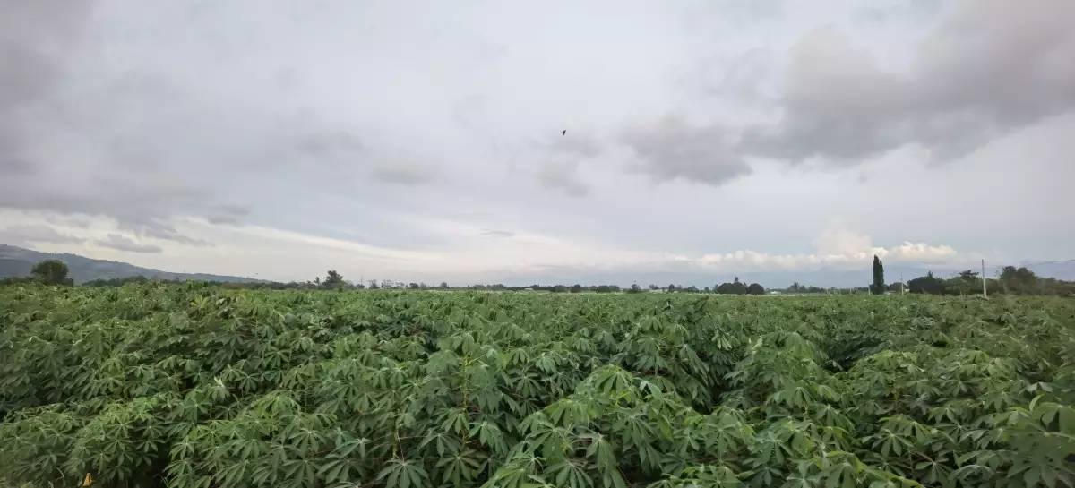 12 Hectares Land in Brgy. Mabuhay  - photo 2
