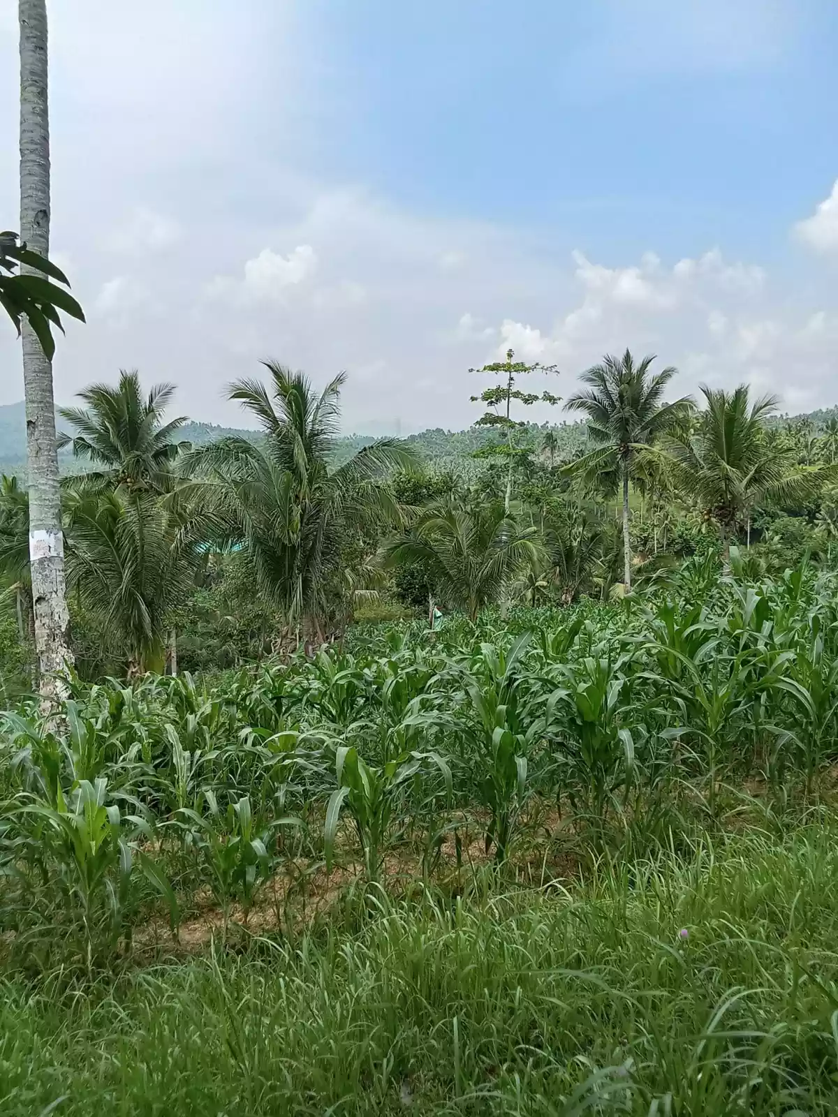 3.5 hectares agricultural land for sale in Balungag San Fernando Cebu — Agricultural Lot in San Fernando, Cebu, Philippines — Photo 2