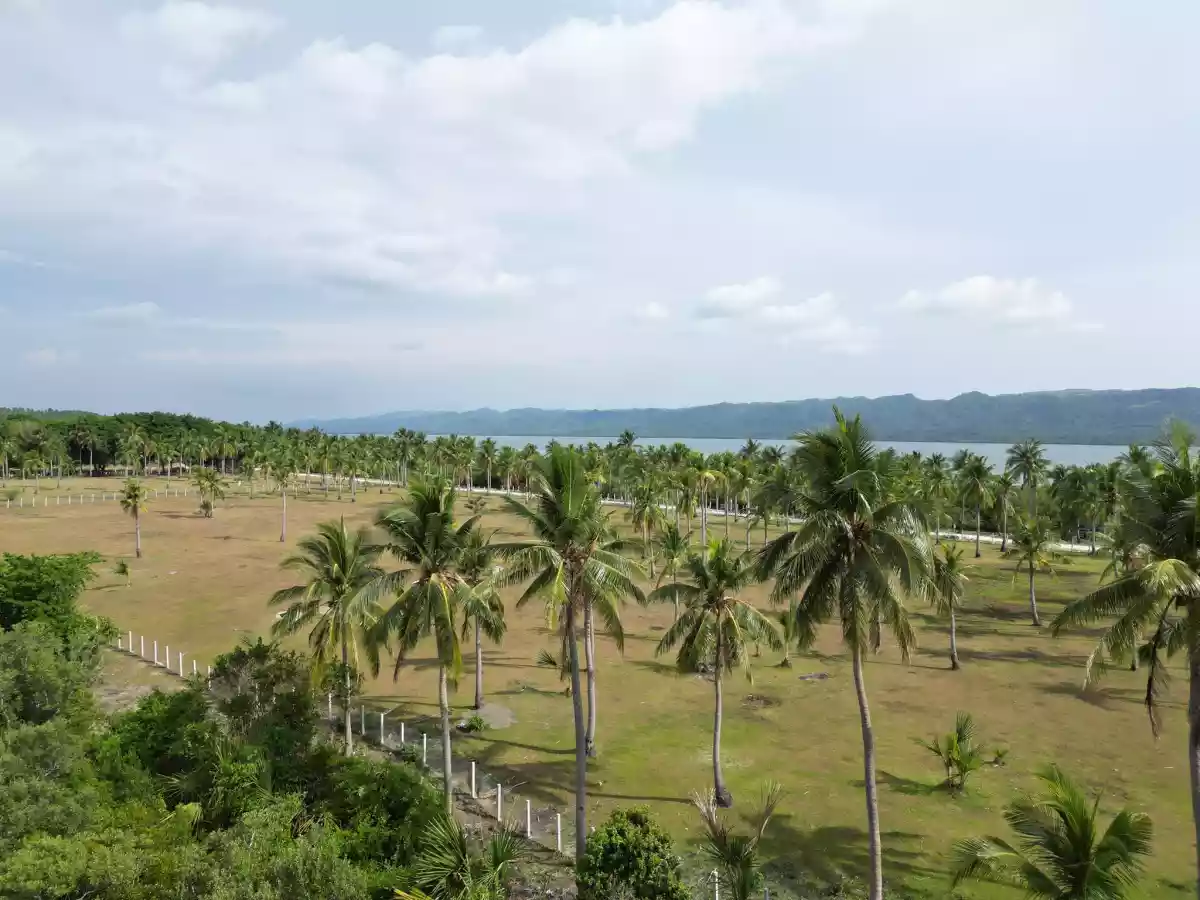 Farm and Beach lot for Sale in Quezon Province — Agricultural Lot in Quezon, Philippines — Photo 5