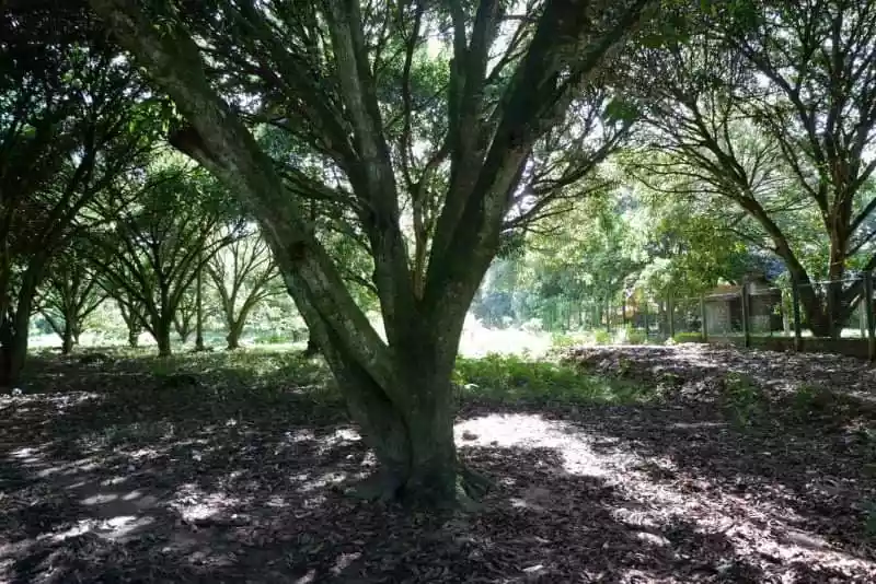 Rush Sale Lot in Arpili Balamban, Cebu Along National Roadâ€¼ï¸ - photo 6