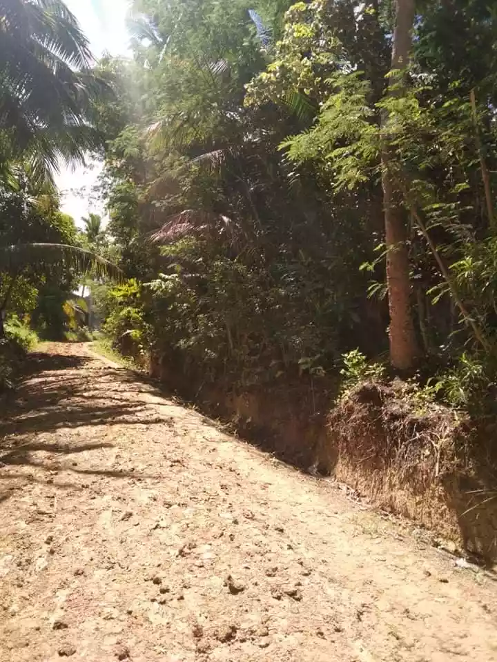 Agricultural Lot/Farm Lot for Sale in Barili Cebu - photo 5