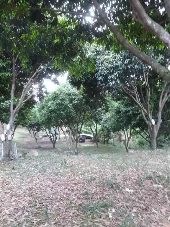 Agricultural Land for Sale! - photo 3
