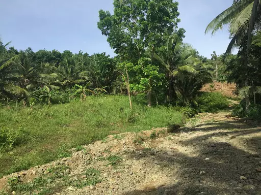 Agricultural/ Residential lot in Balamban for sale! — Agricultural Lot in Balamban, Cebu, Philippines — Photo 2