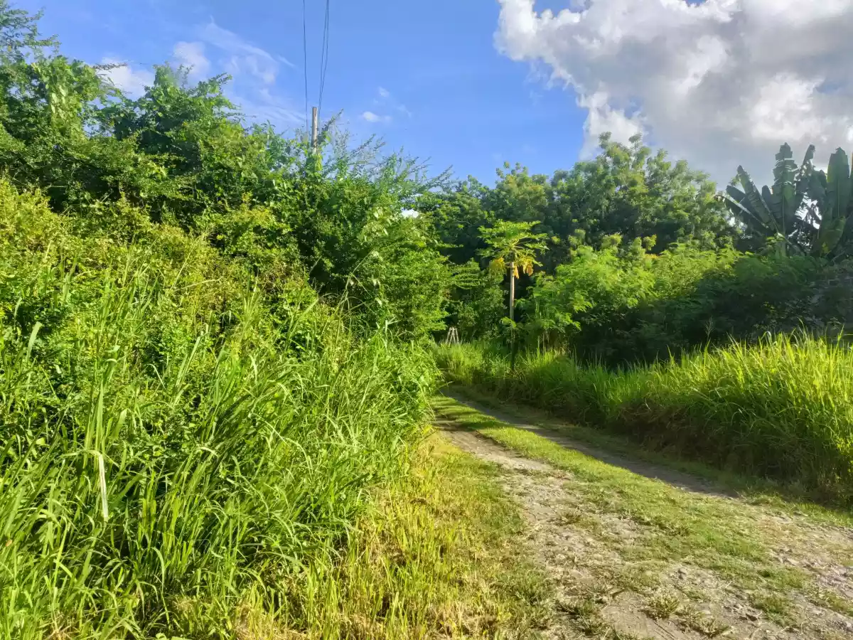 RESIDENCIAL LOT FOR SALE — Residential Lot in Dumaguete, Negros Oriental, Philippines — Photo 5