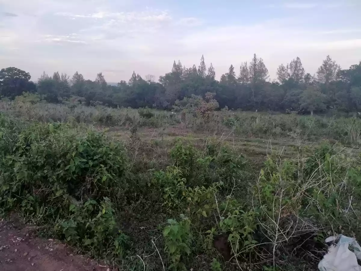 LOT FOR SALE IN PANCIL, LOOC, SIBULAN - photo 3