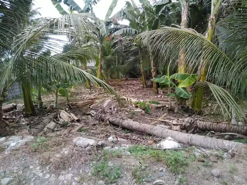 FOR SALE ! 563 SQM RESIDENTIAL LOT @ Prk. Masunurin, San Isidro, GSC - photo 6