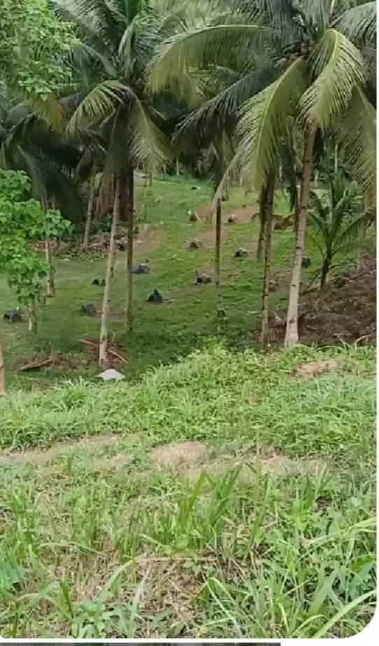 Farm Lot For Sale — Agricultural Lot in Catmon, Cebu, Philippines — Photo 6