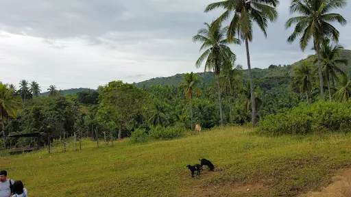 2 hectare farm lot property for sale in Oguis, Initao, Misamis Oriental
 - photo 2
