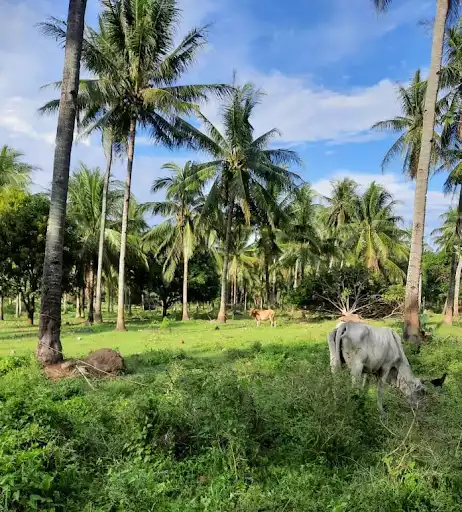 Large Agricultural Lot for Sale in Sibulan (Dumaguete) — Agricultural Lot in Negros Oriental, Philippines — Photo 6