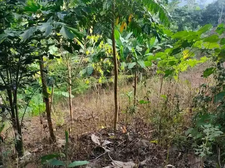 7,400 sqm Lot for Sale in Mat-i, Claveria, Misamis Oriental - photo 4