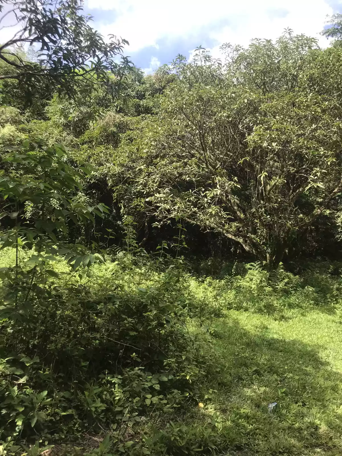 Malabog Davao City Agricultural Land — Agricultural Lot in Sitio Mangal-al, Calinan District, Davao City — Photo 2