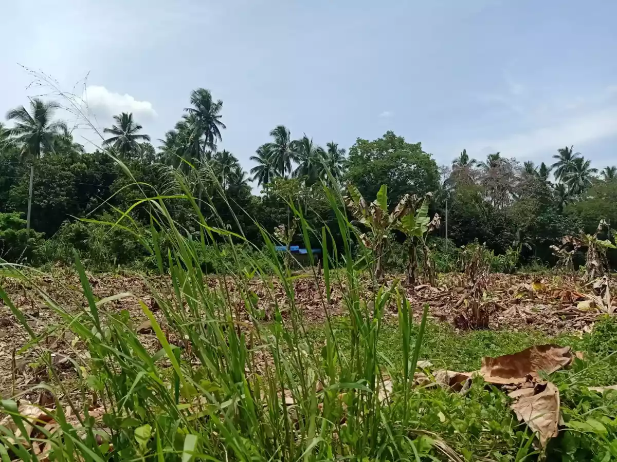 FOR SALE: Agricultural Lot ( flat terrain ) in Calinan, Davao City — Agricultural Lot in Calinan District, Davao City, Davao del Sur — Photo 4