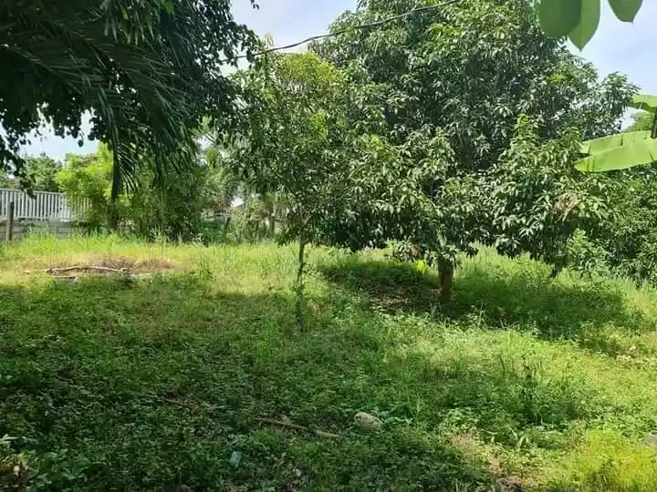 1 HECTARE FARM IN ALABEL - photo 2