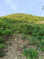 Lot for Sale in Carmen, Cebu — Agricultural Lot in Cebu, Philippines — Photo 3