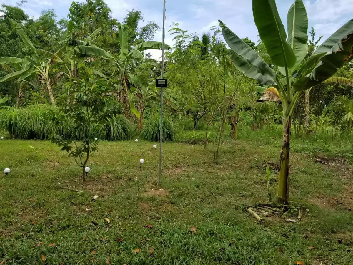 Two Hectares Farm Lot in Balamban, Cebu — Agricultural Lot in Immaculada Riverside, Nangka, Balamban — Photo 7