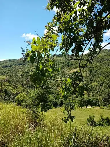 Very rush sale farm lot — Agricultural Lot in Cebu, Philippines — Photo 6