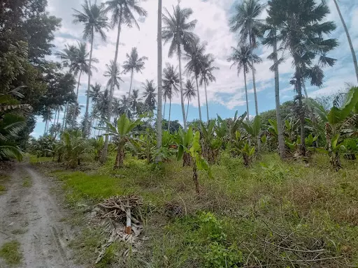 4919 sqm lot for sale 