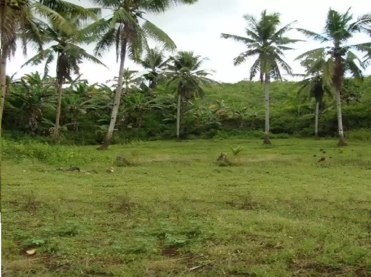 AGRICULTURAL LOT CLEAN TITLE  FOR SALE IN DALID, TABUELAN  - photo 3