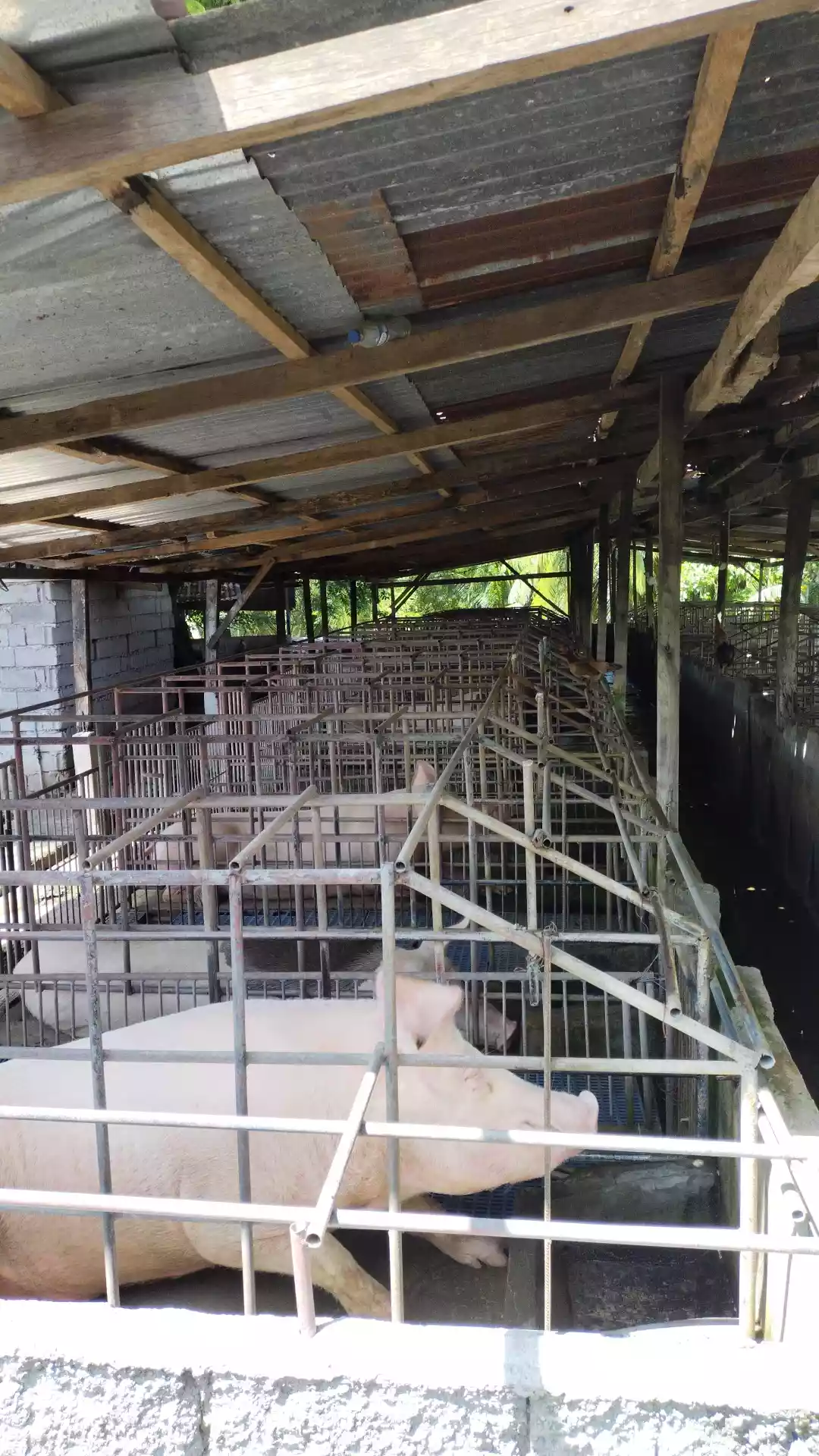 All in deal at tokawal - photo 4