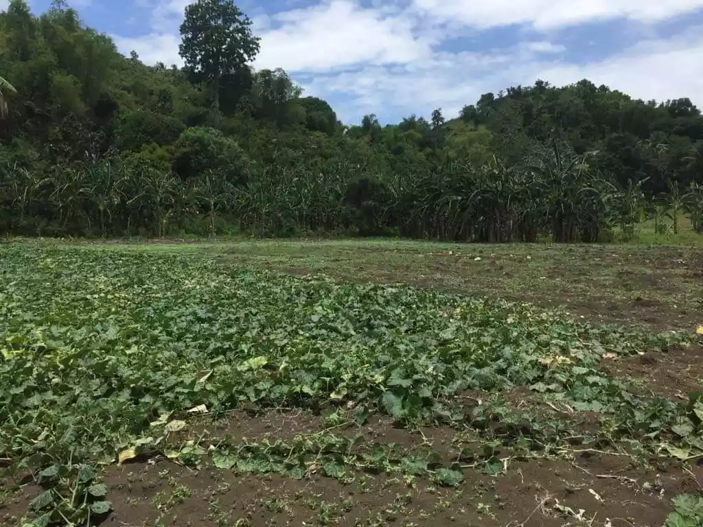 Lot For Sale in Toledo City - photo 4