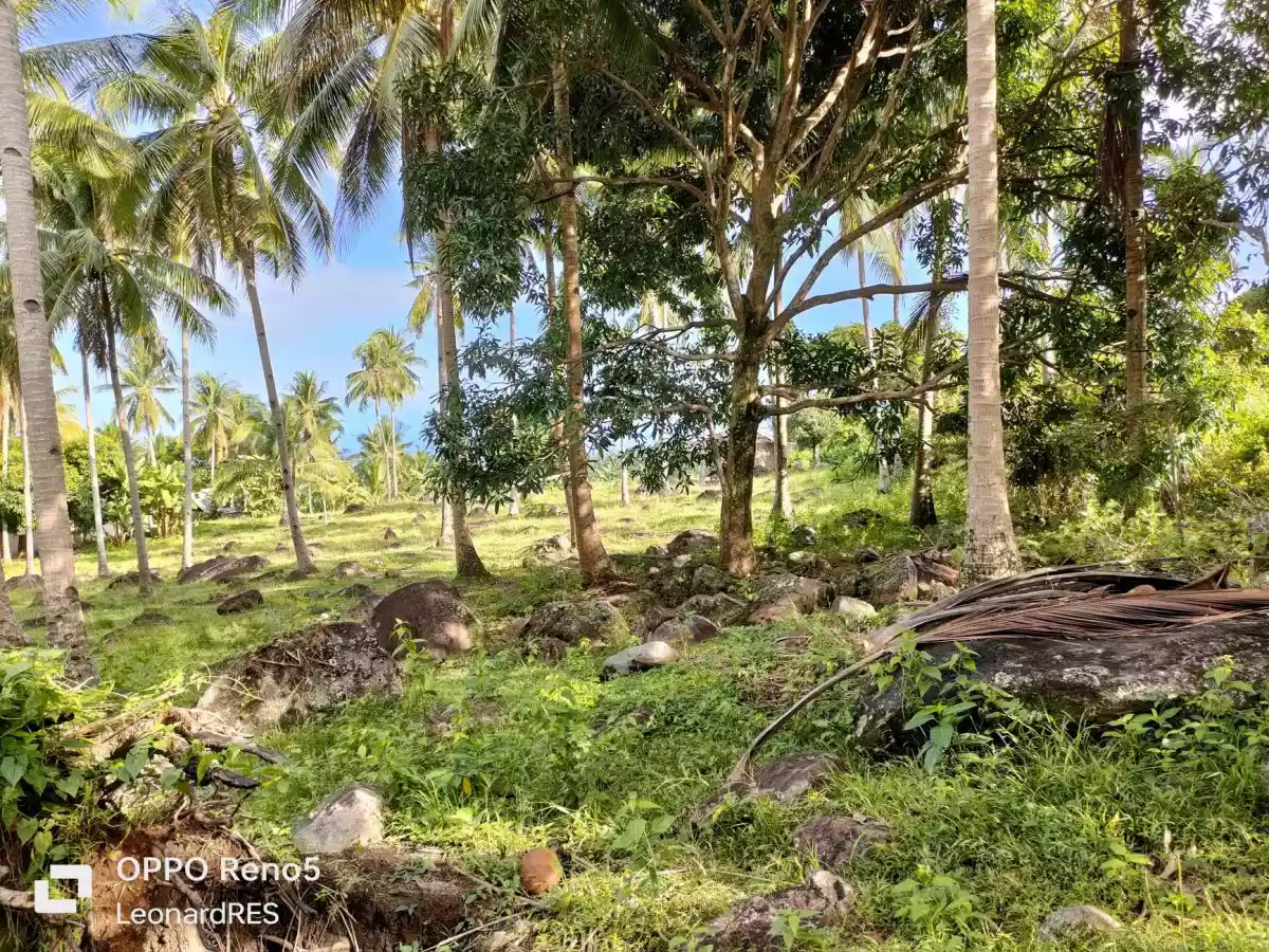 1.4993 Hectares Lot for Sale in Cambaloctot San Jose — Agricultural Lot in Negros Oriental, Philippines — Photo 4