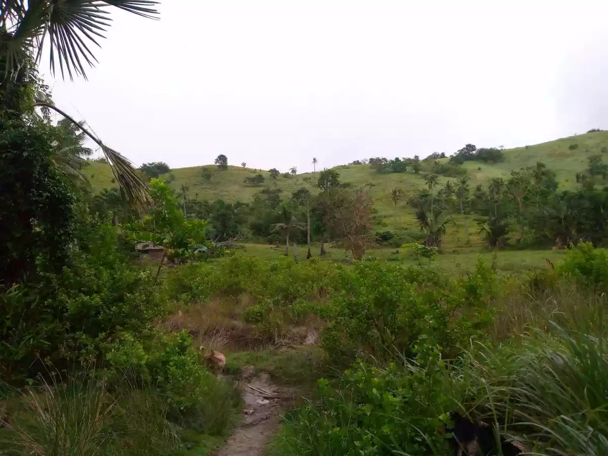 BEACH LOT FOR SALE IN UBAY BOHOL — Beach Lot in Ubay, Bohol, Philippines — Photo 6