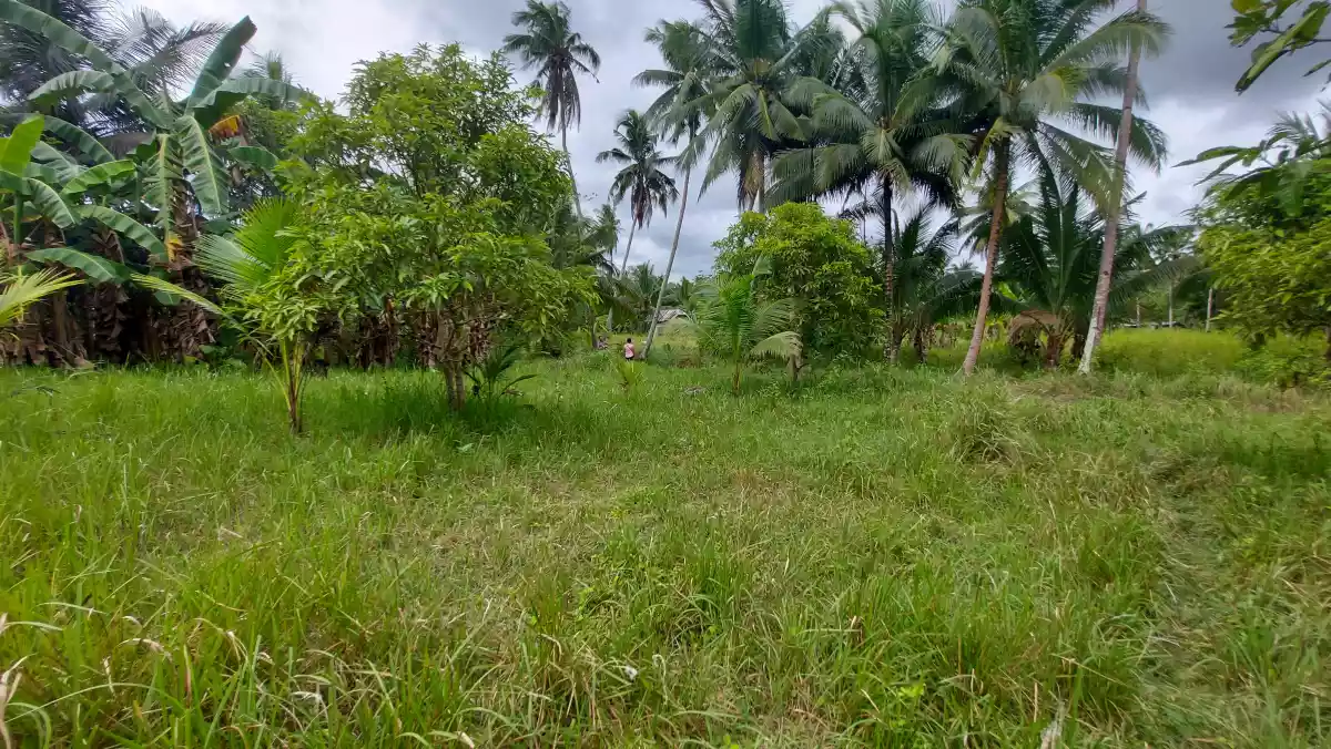 Farmlot for sale - photo 4