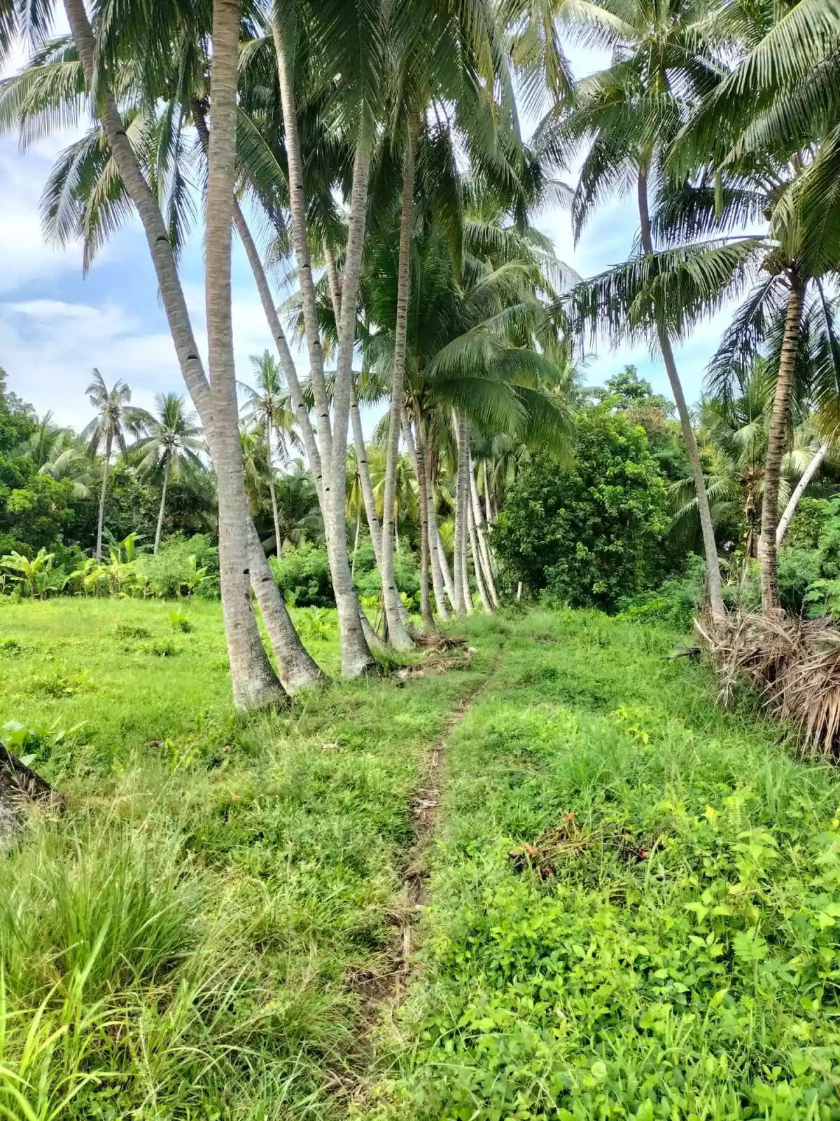 3.9 Hectares For Sale Agan an Sibulan, Negros Oriental — Agricultural Lot in Negros Oriental, Philippines — Photo 3
