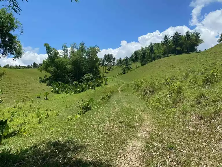 FARM LOT FOR SALE with 100 Mango Trees: - photo 7
